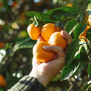 Citrus Industry