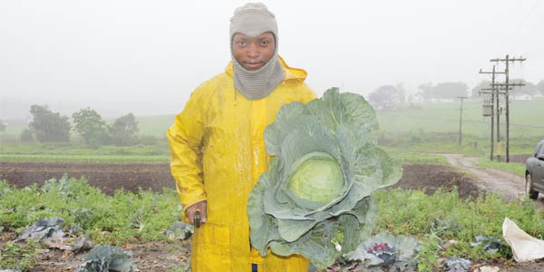 OneFarm Share image